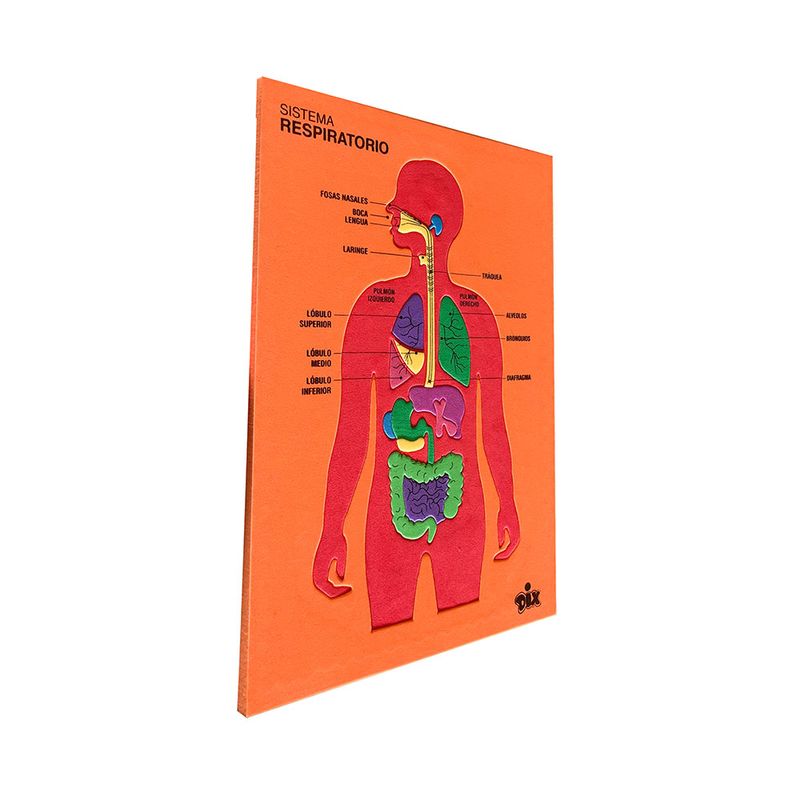 53477 - FOAMY DIDACTICO APARATOS RESPIRATORIO Y DIGESTIVO