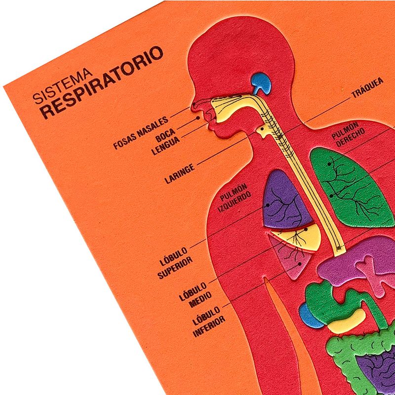 53480 - FOAMY DIDACTICO APARATOS RESPIRATORIO Y DIGESTIVO
